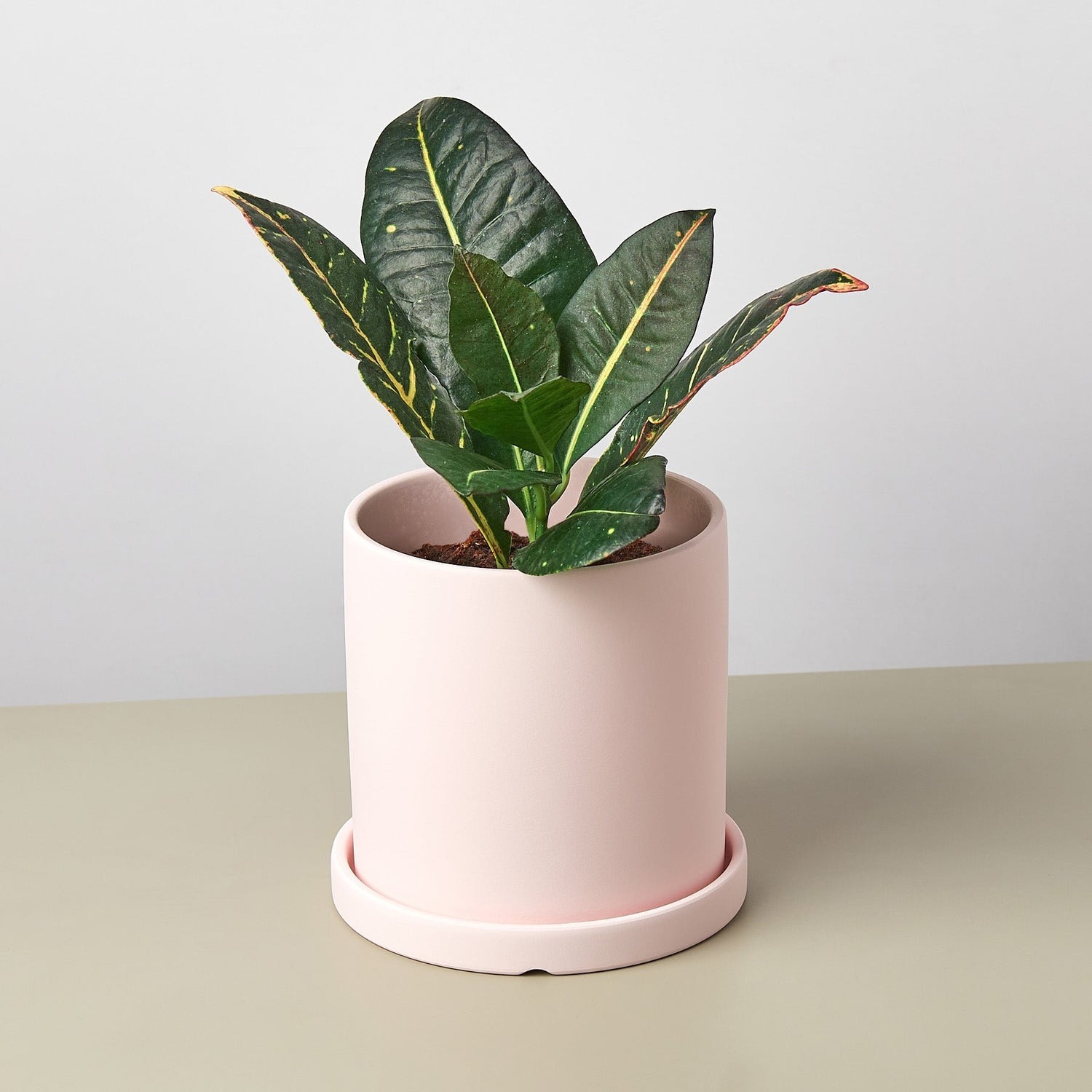 Matte Finish Cylinder Planter with Saucer - Ethereal Company