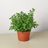 Nematanthus Candy Corn Plant &