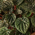 Peperomia &