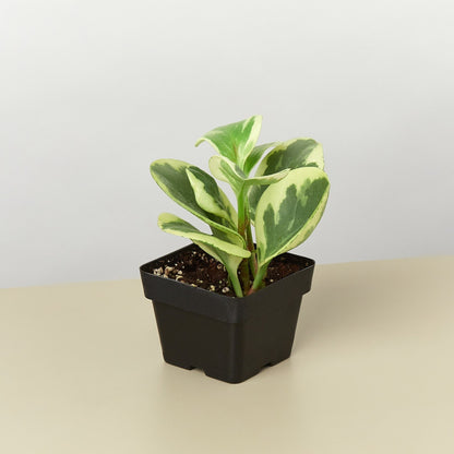 Peperomia &