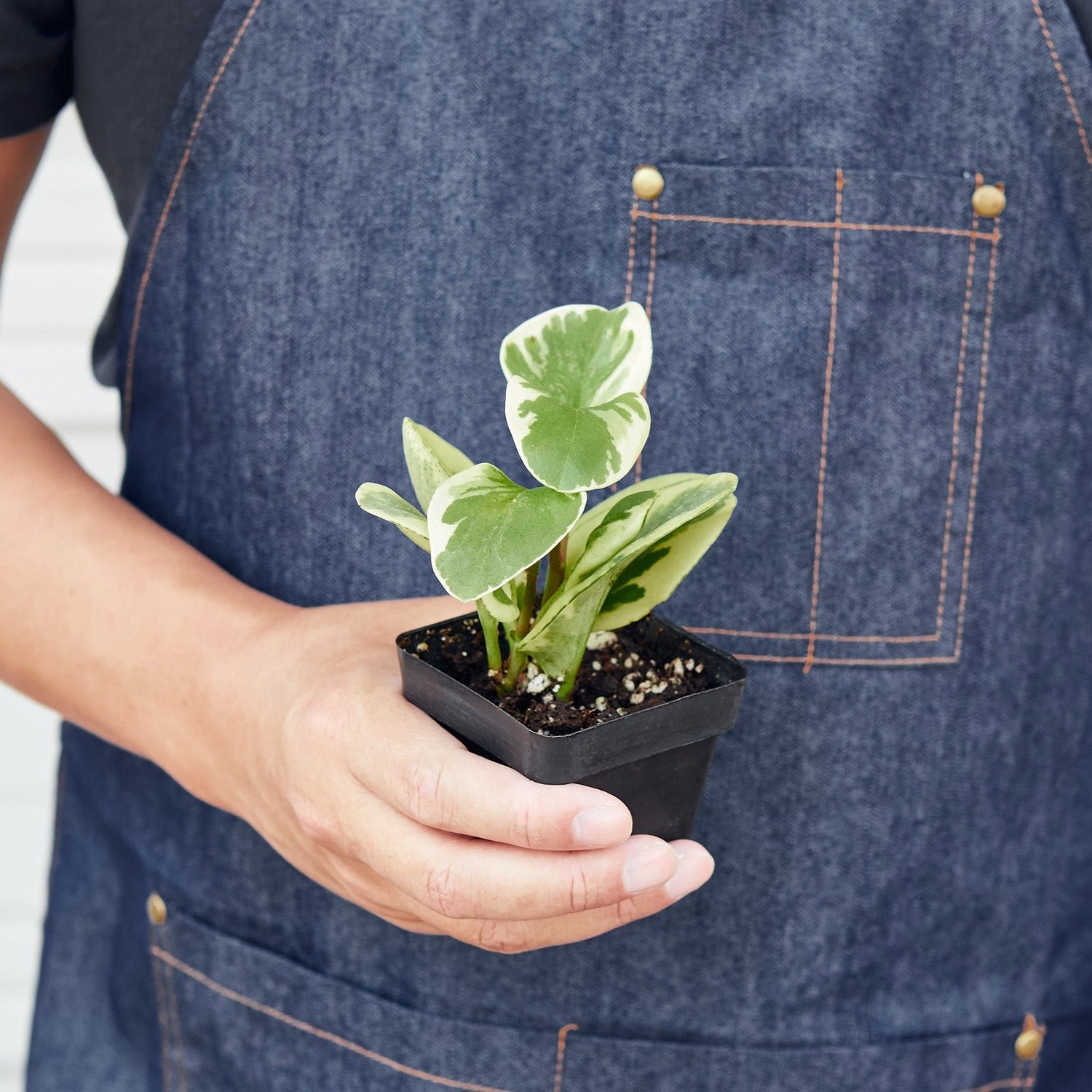 Peperomia &