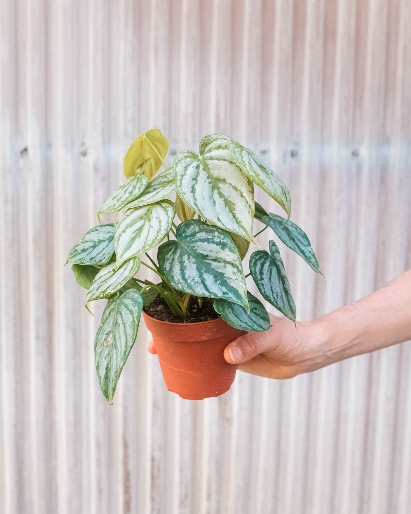 Philodendron &