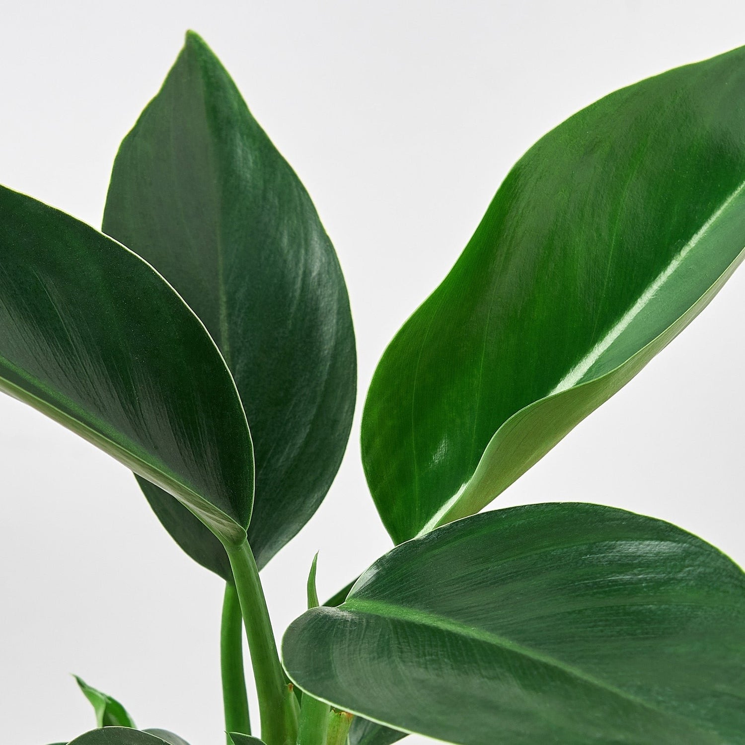 Philodendron &