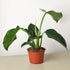 Philodendron &