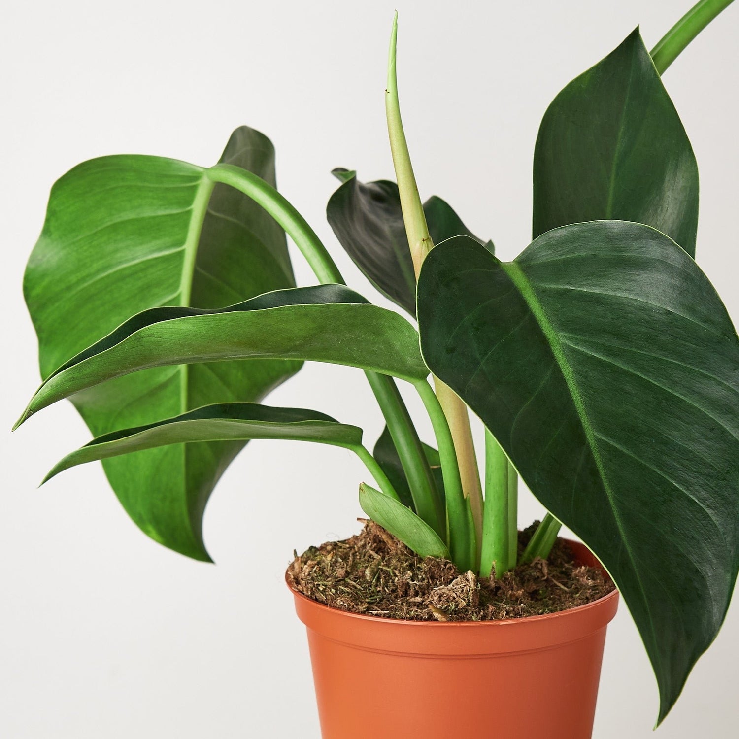 Philodendron &