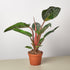 Philodendron &