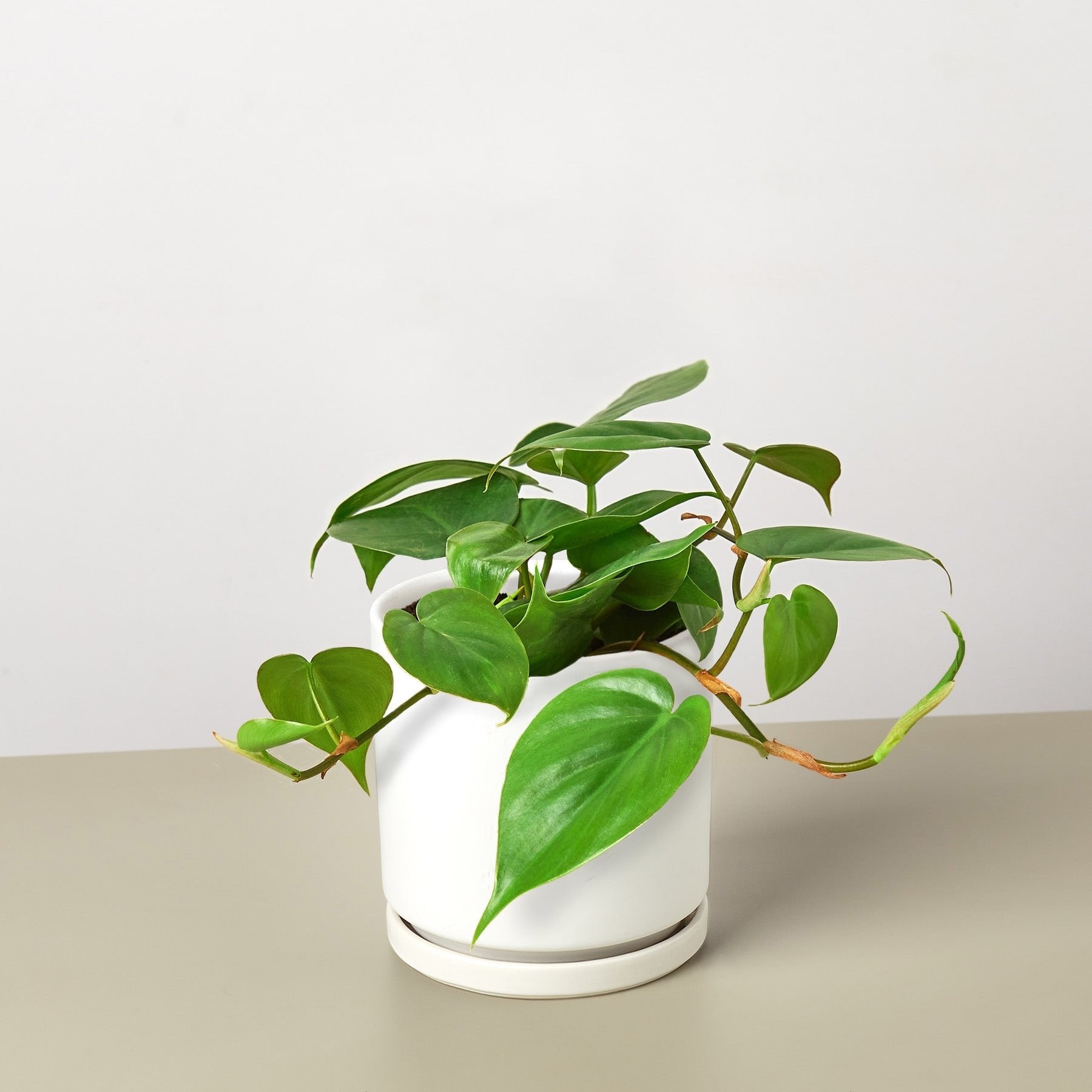 Philodendron Cordatum &