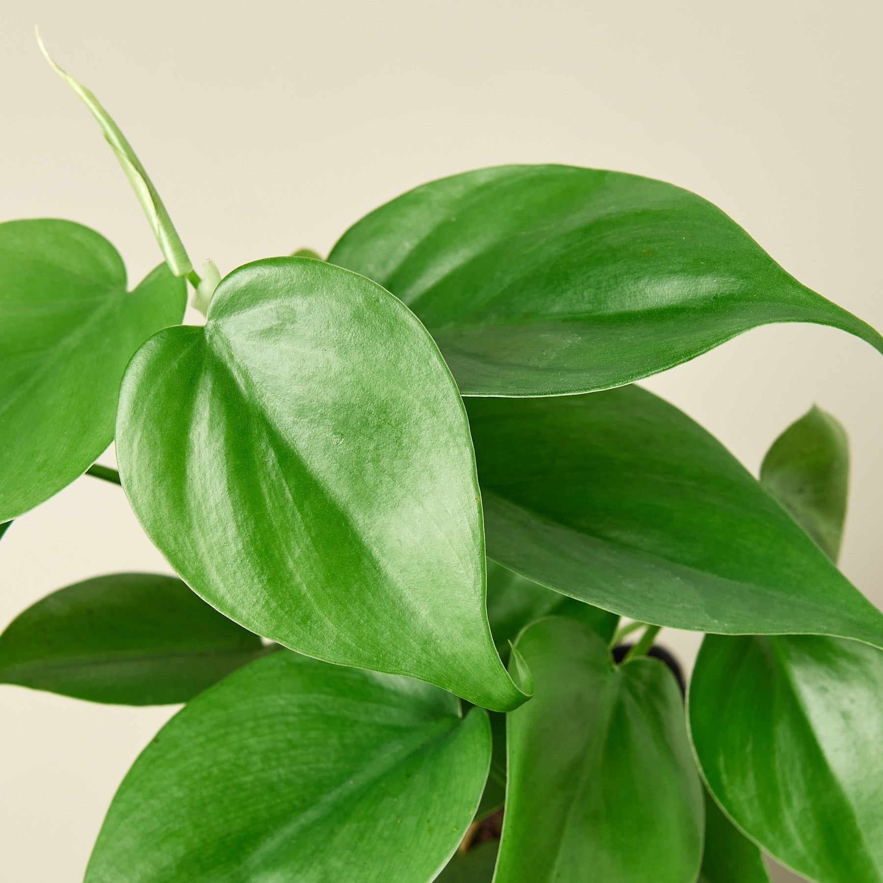 Philodendron Cordatum &