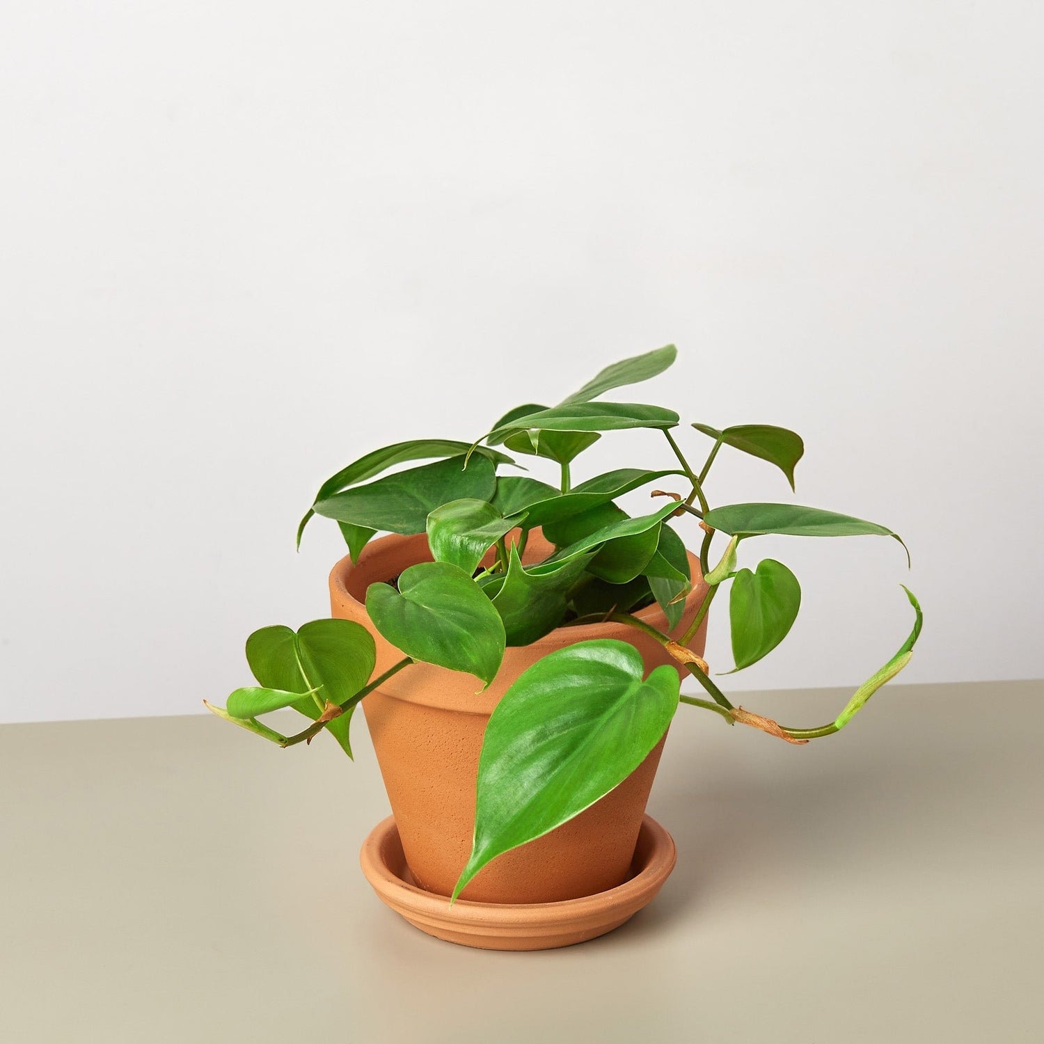 Philodendron Cordatum &