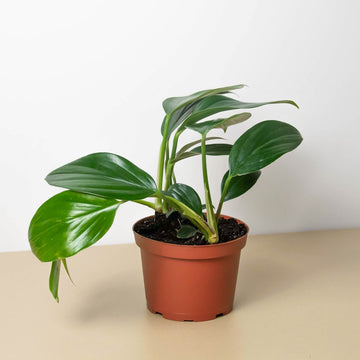 Philodendron &