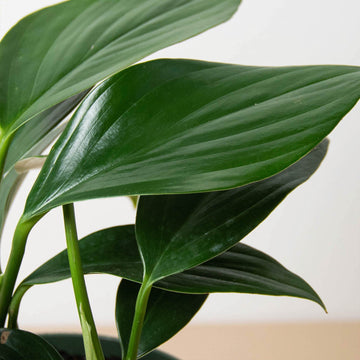 Philodendron &