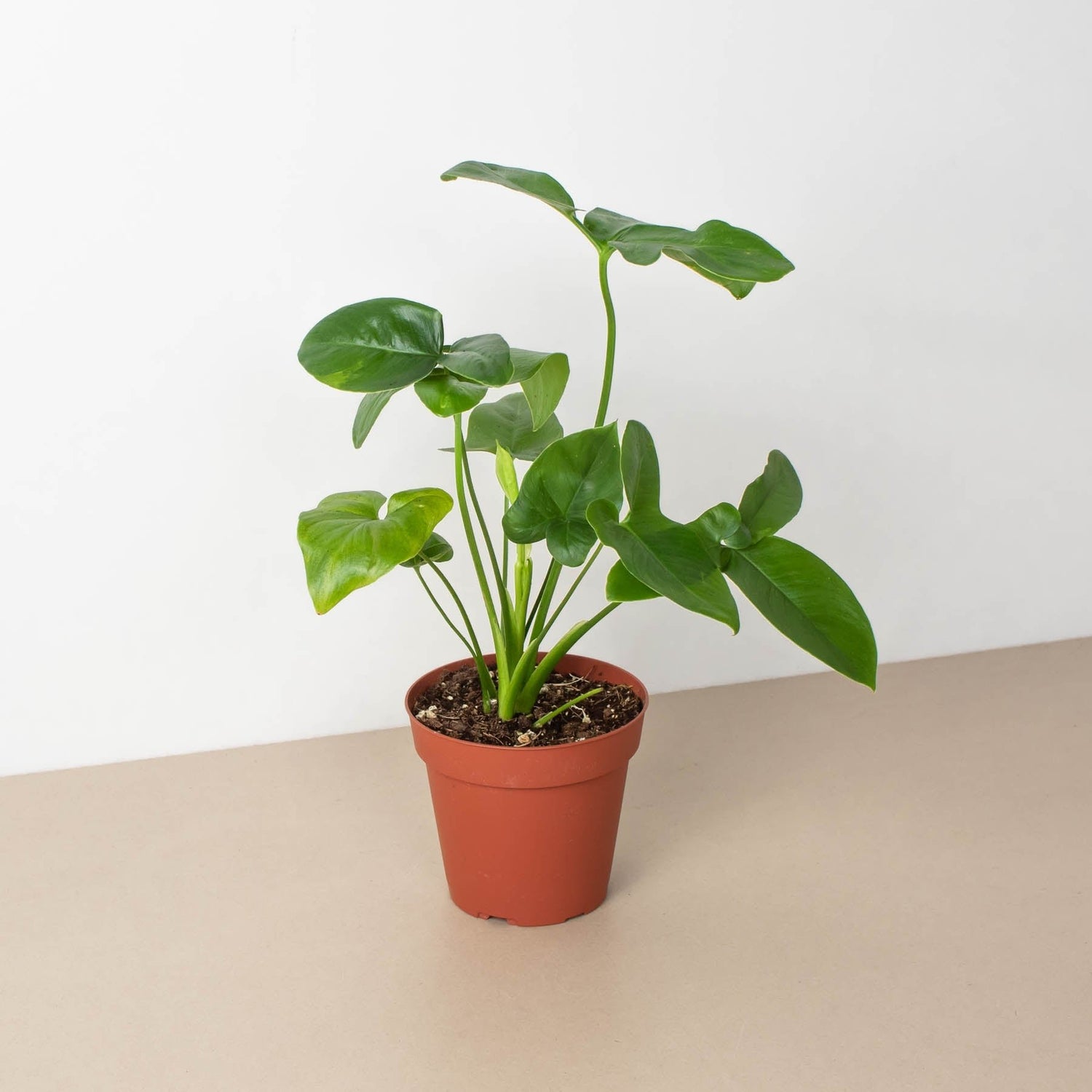 Best Philodendron 