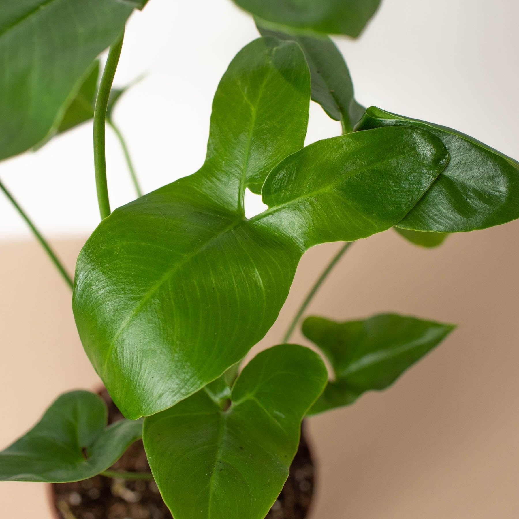 Philodendron Care