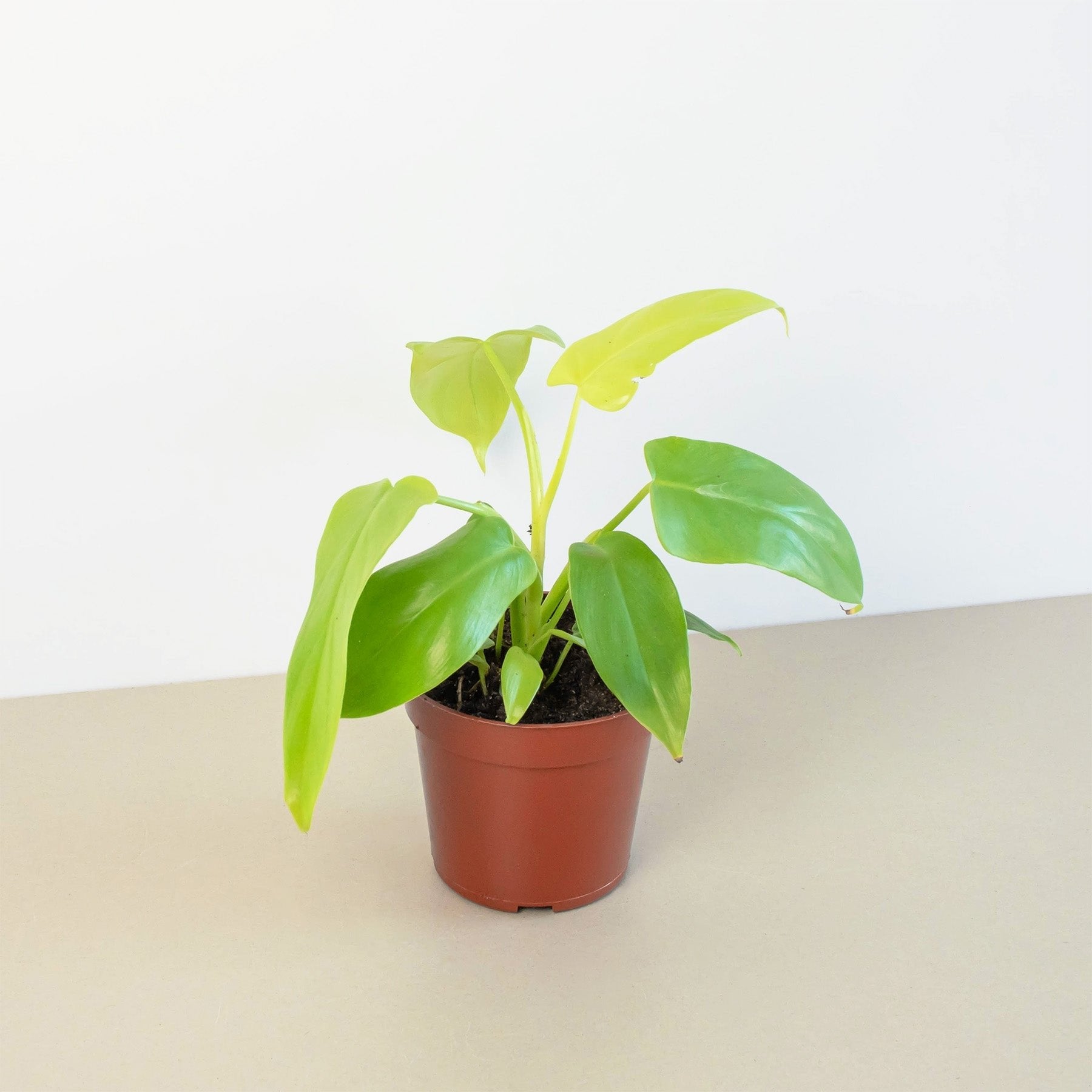 Philodendron &