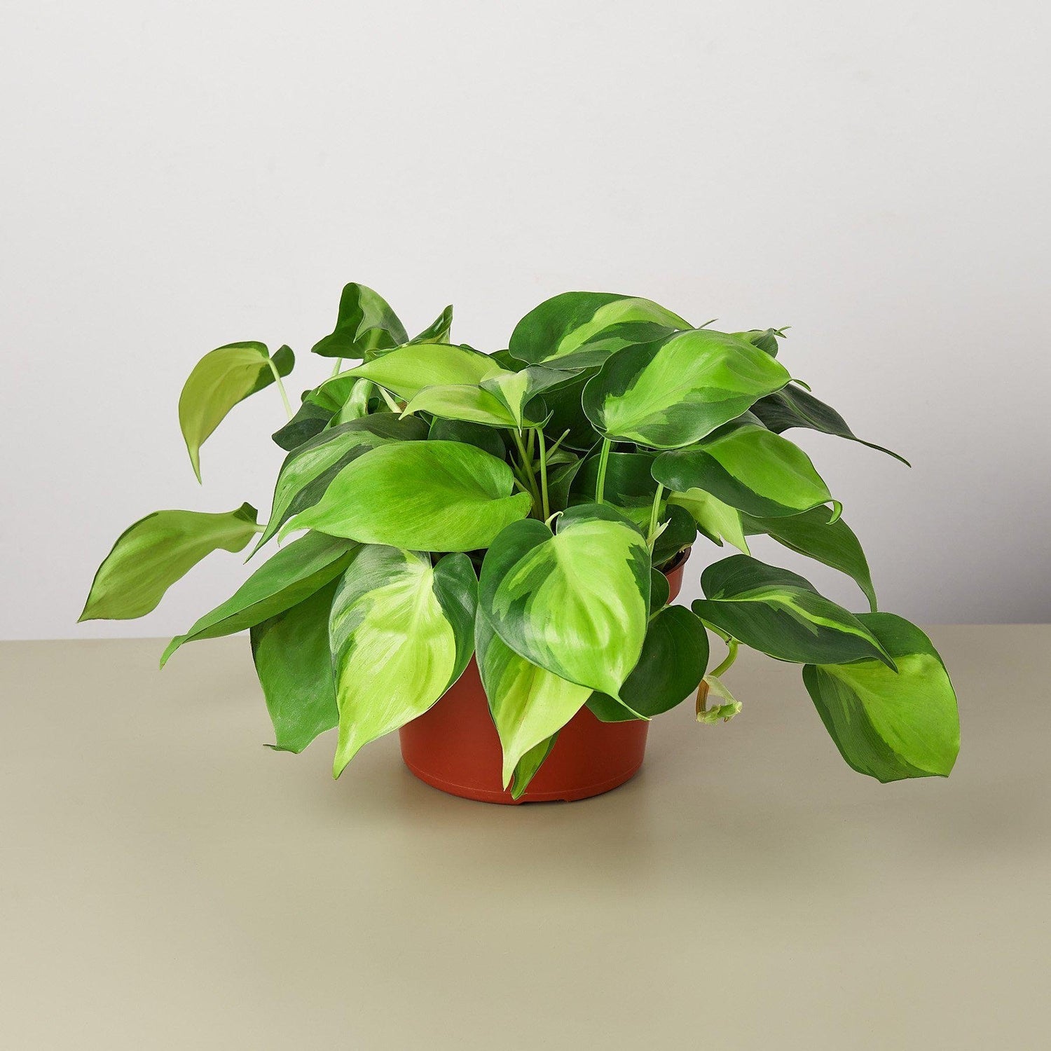 Philodendron Hederaceum &