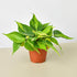 Philodendron Hederaceum &
