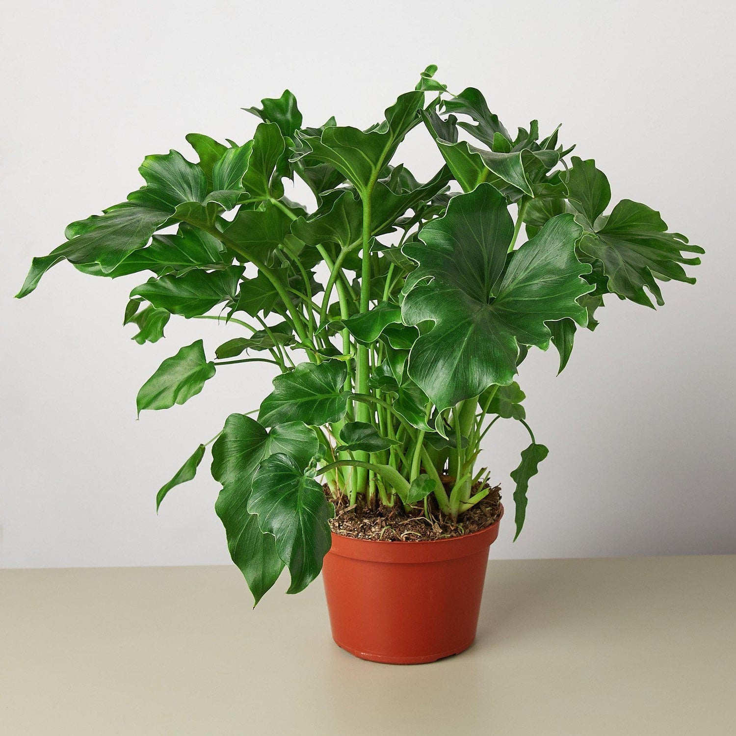 Philodendron ‘Little Hope&