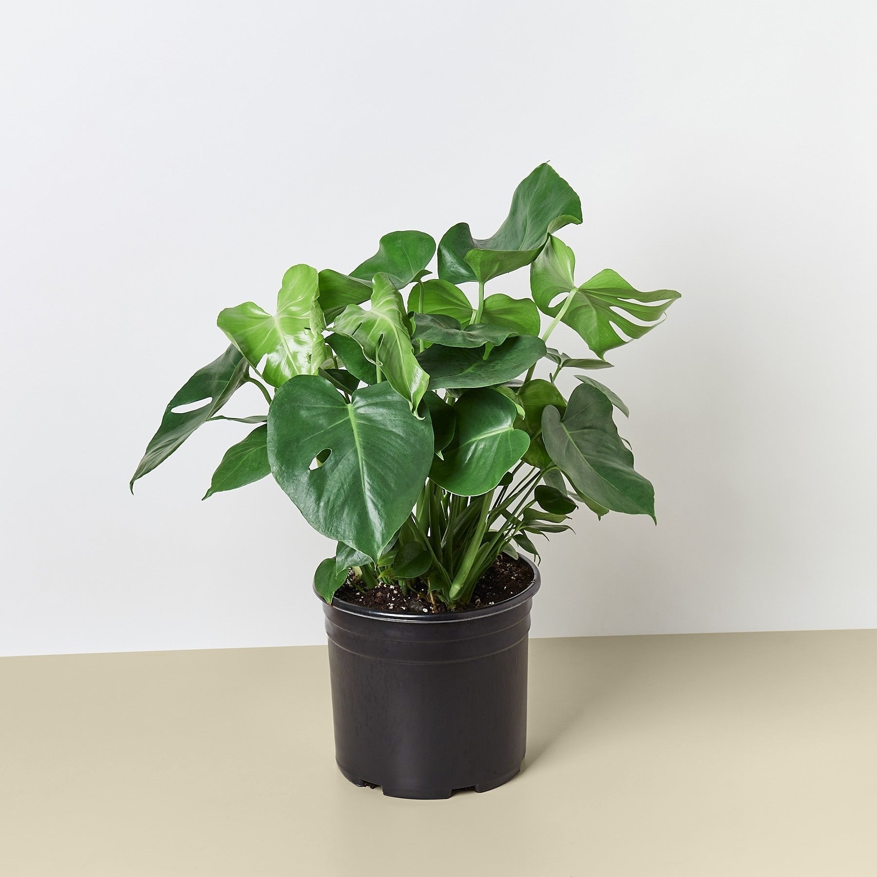 Philodendron ‘Monstera&