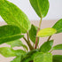Philodendron &