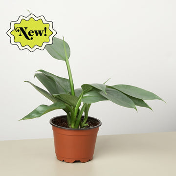 Philodendron &