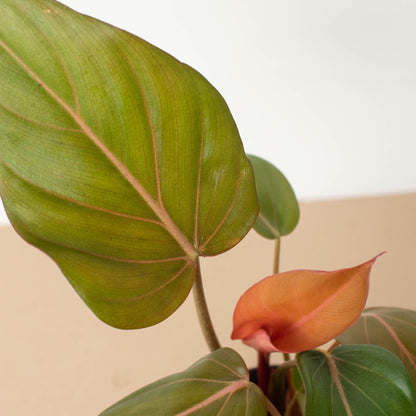 Philodendron &