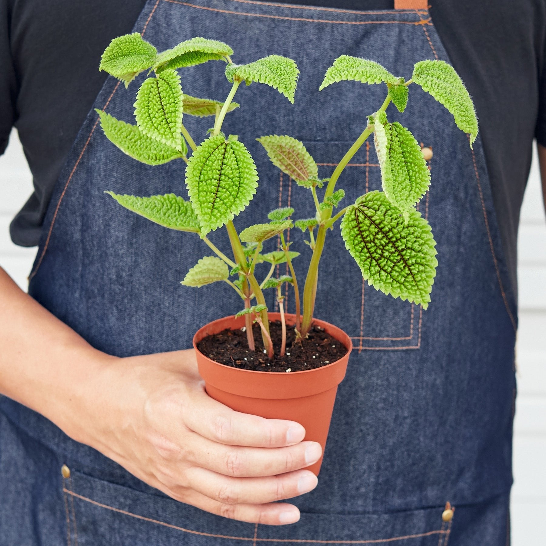 Pilea &