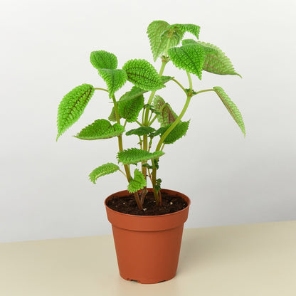 Pilea &