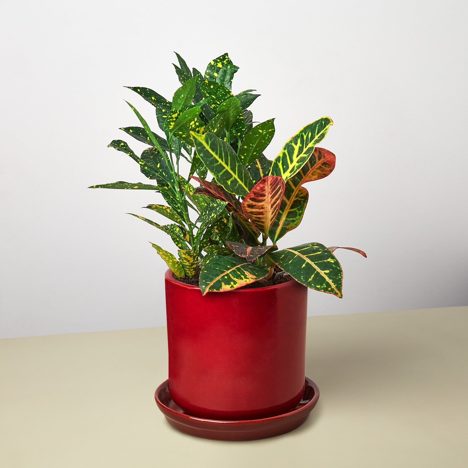 Pre-Potted Crotons Gift Arrangement - Ethereal Company