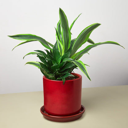 Pre-Potted Dracaenas Gift Arrangement - Ethereal Company