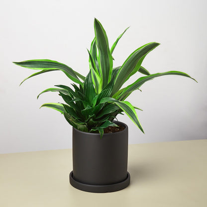Pre-Potted Dracaenas Gift Arrangement - Ethereal Company