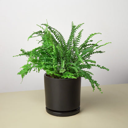Pre-Potted Ferns Gift Arrangement - Ethereal Company