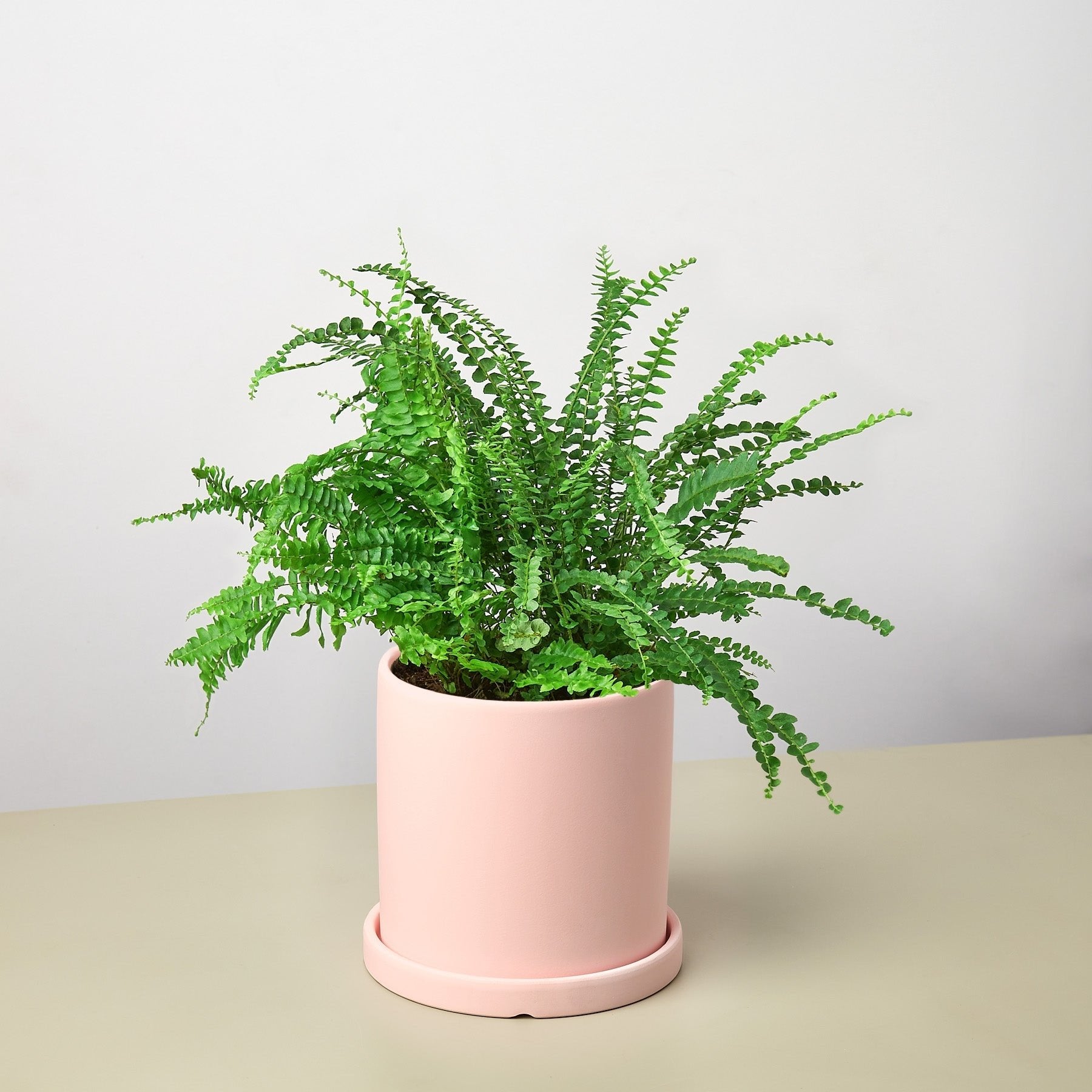Pre-Potted Ferns Gift Arrangement - Ethereal Company