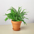 Pre-Potted Ferns Gift Arrangement - Ethereal Company