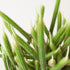 Rats Tail Cactus - Ethereal Company