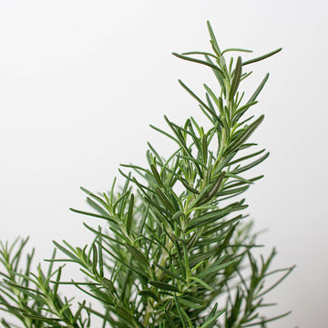 Rosemary Herb &