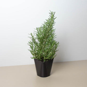 Rosemary Herb &