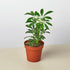 Schefflera &