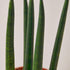 Snake Plant &