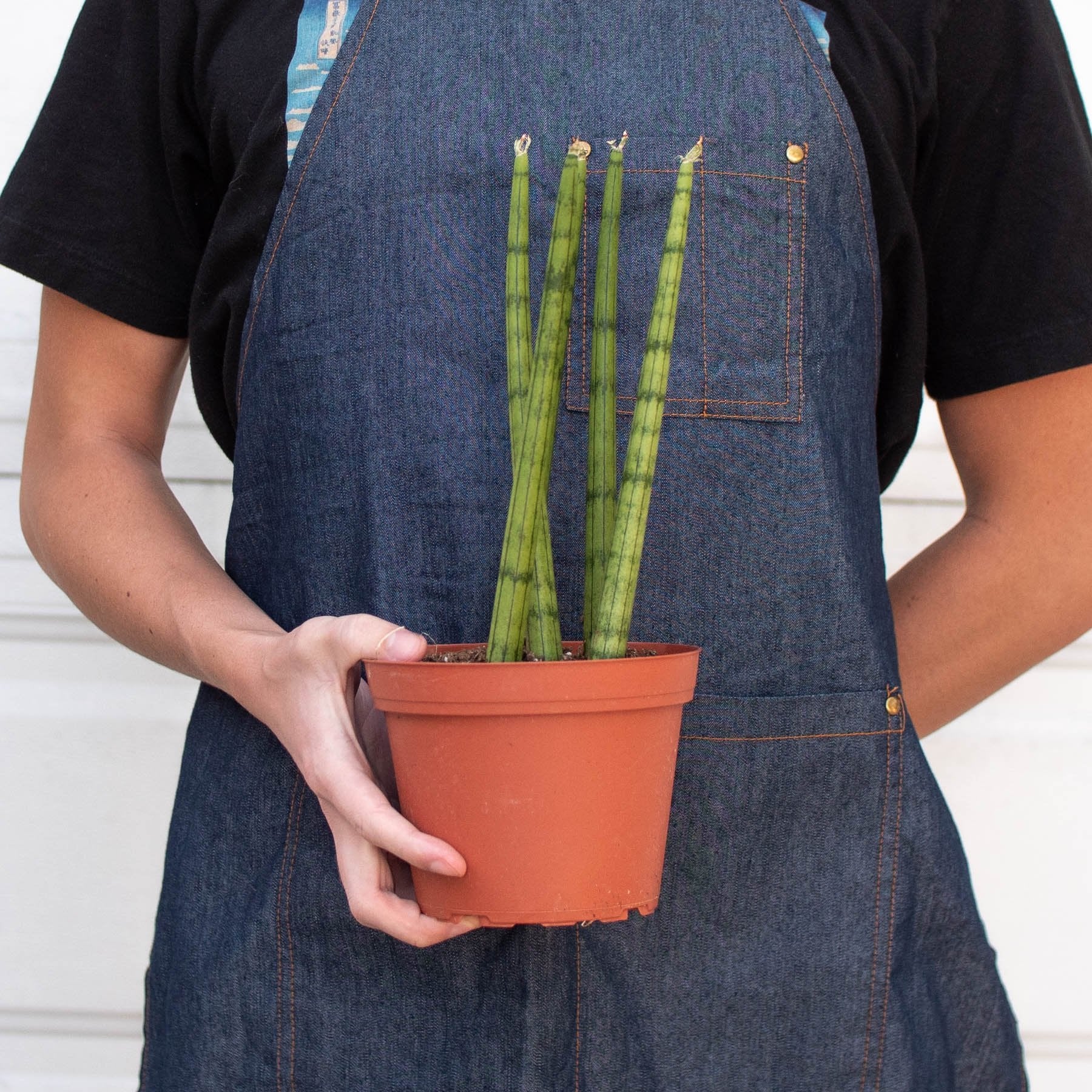 Snake Plant Cylindrica - Ethereal Company