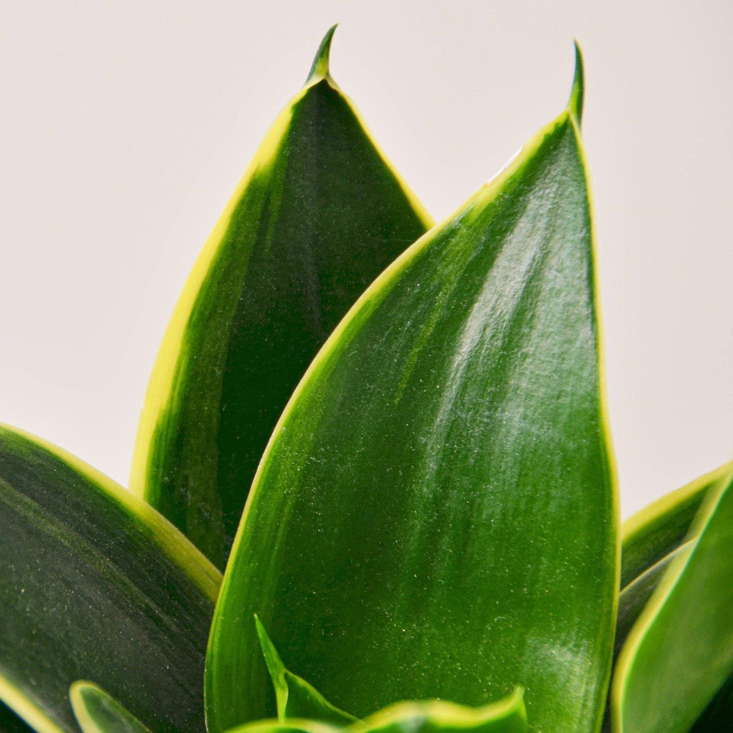 Snake Plant &