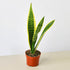 Snake Plant &