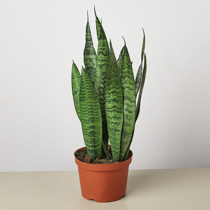 Snake Plant &