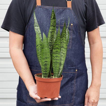 Snake Plant &