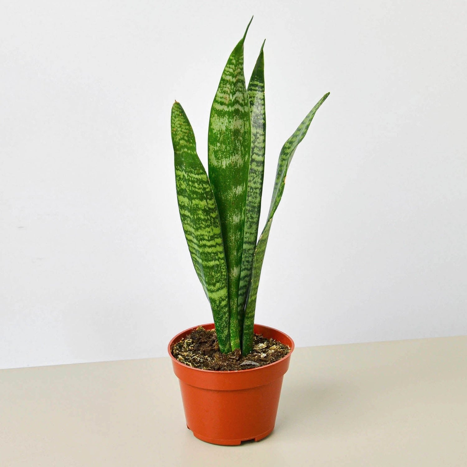 Snake Plant &