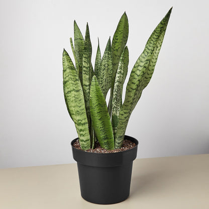 Snake Plant &