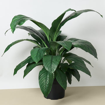 Spathiphyllum Peace Lily Plant - in 10&quot; Pot - Ethereal Company