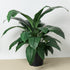 Spathiphyllum Peace Lily Plant - in 10" Pot - Ethereal Company