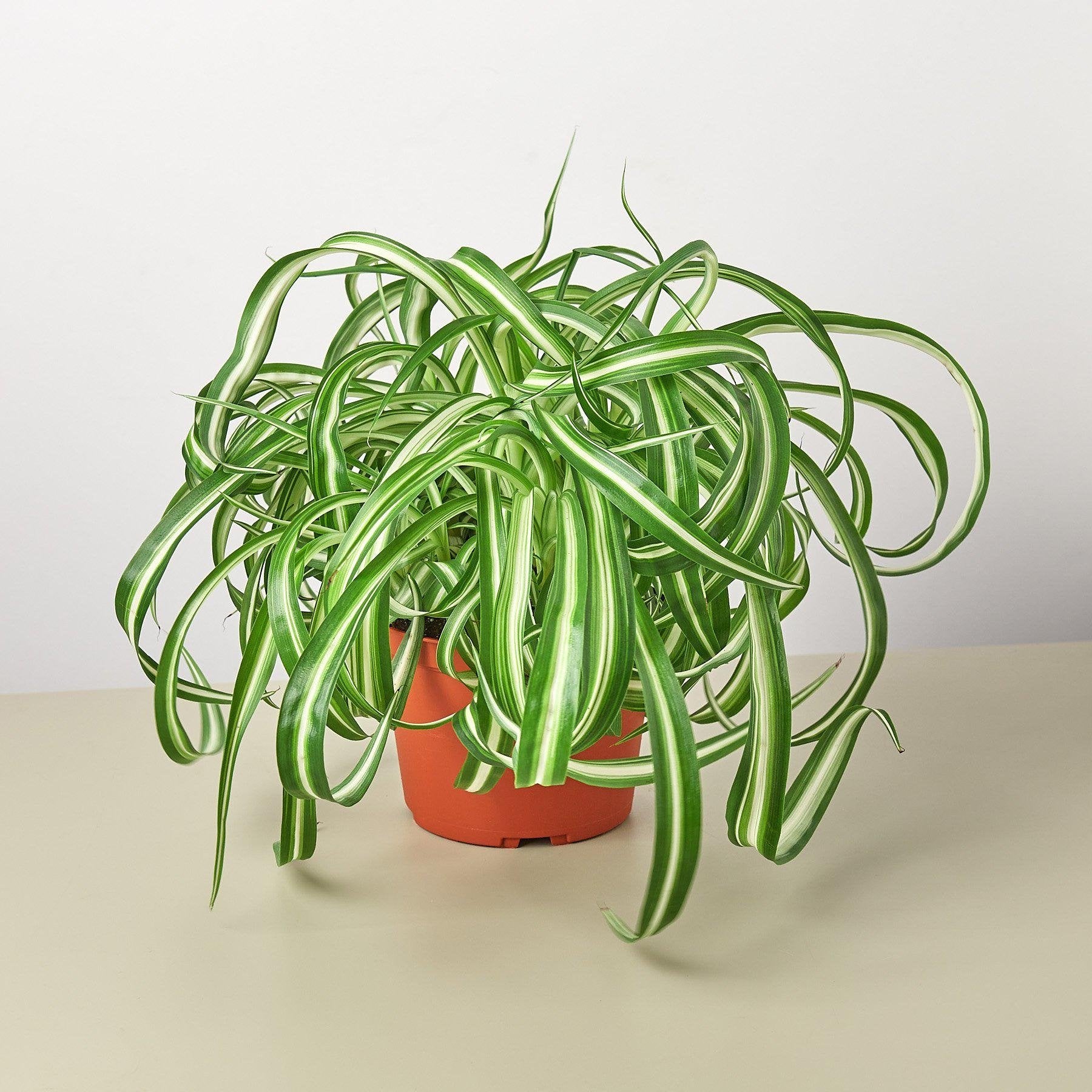 Spider Plant &