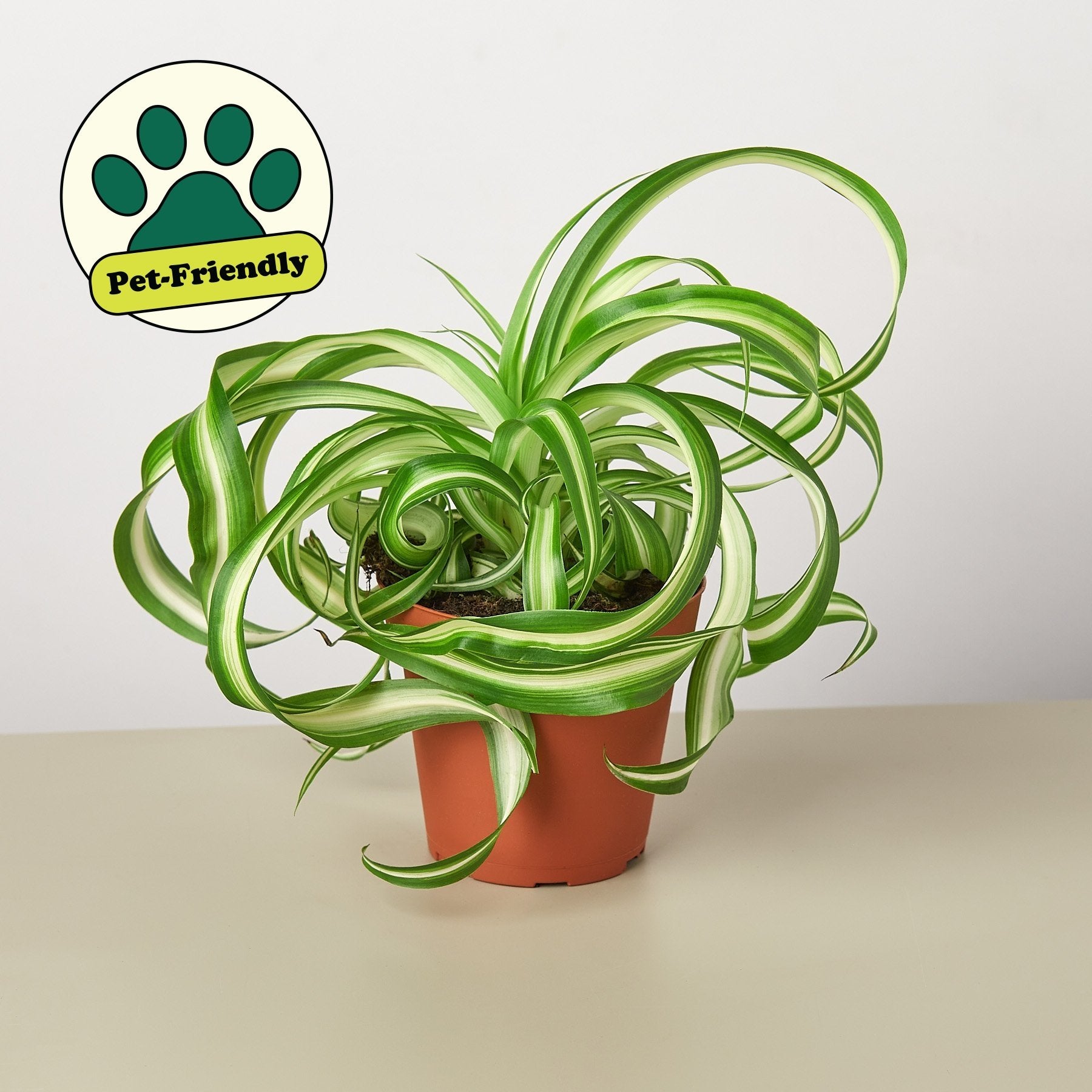 Spider Plant &