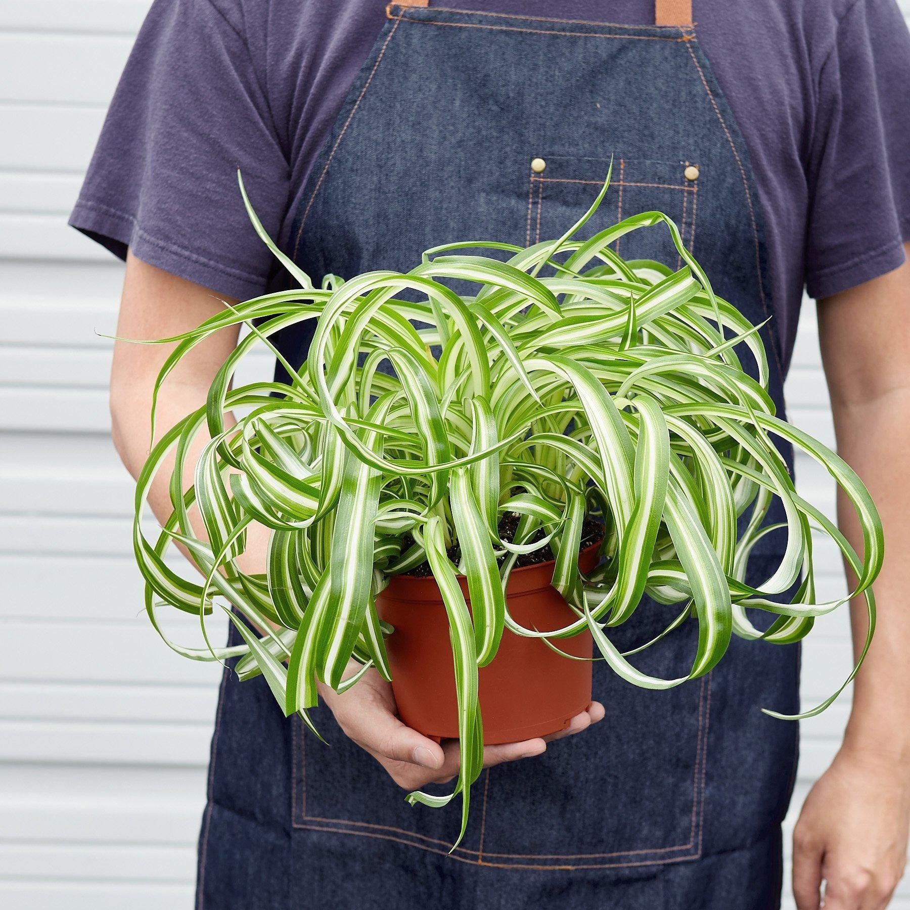 Spider Plant &